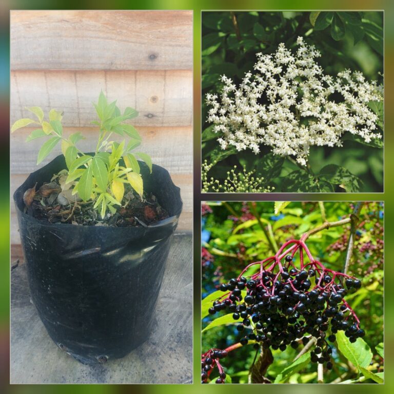 Elderberry Just Berry Plants