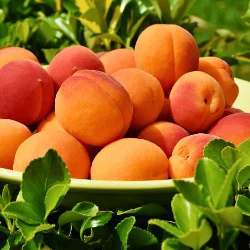 bulida apricot