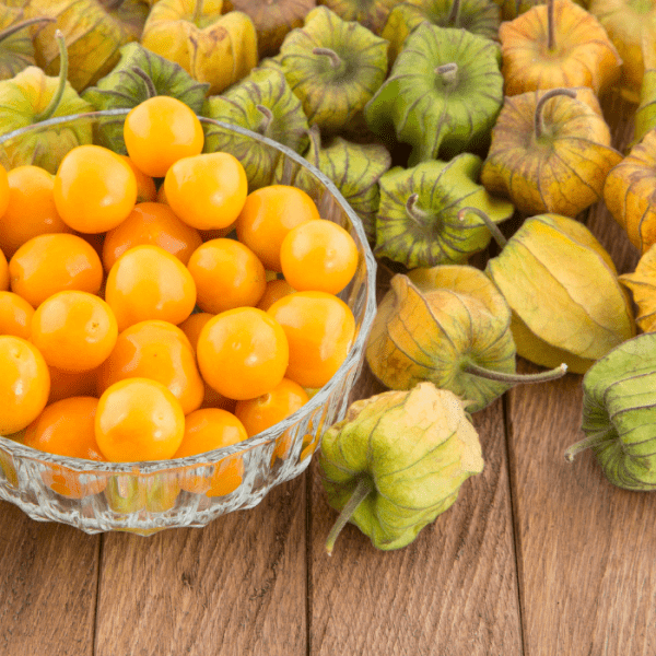 cape gooseberry