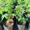 Elderberry plant