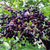 elderberry tree
