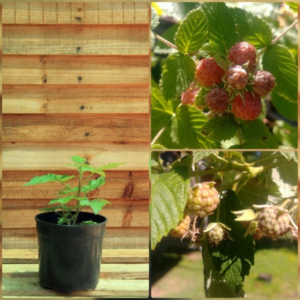 Red Raspberry Plant Just Berry Plants