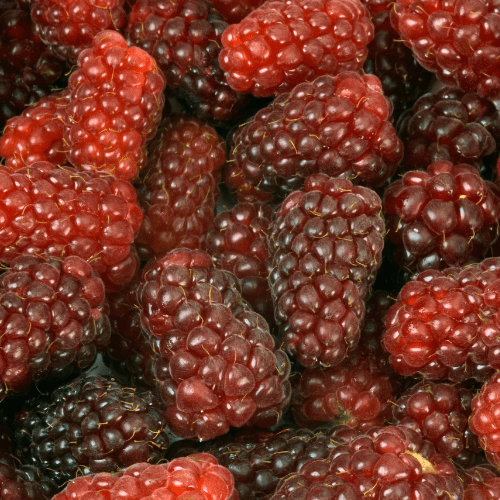 tayberry