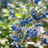 Blueberry Mid Season