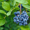 Blueberry late Season
