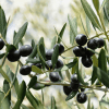 Frantoio Olive Tree