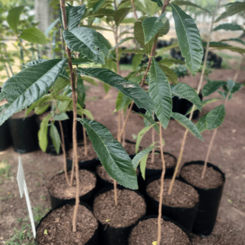 Loquat tree Loquat tree