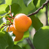 Royal Apricot Tree