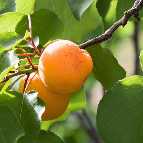 Royal Apricot Tree