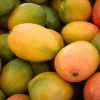 Tommy Atkins Mango Tree