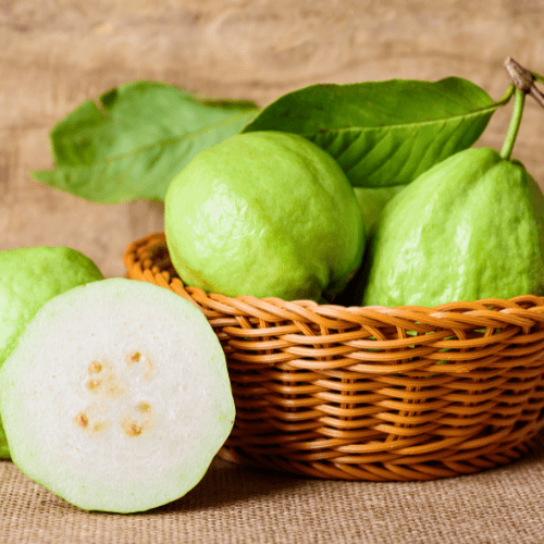 White Guava Tree