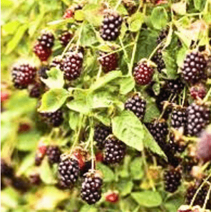Youngberry plant