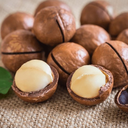 Macadamia Nut Tree Just Berry Plants