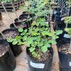 moringa medium