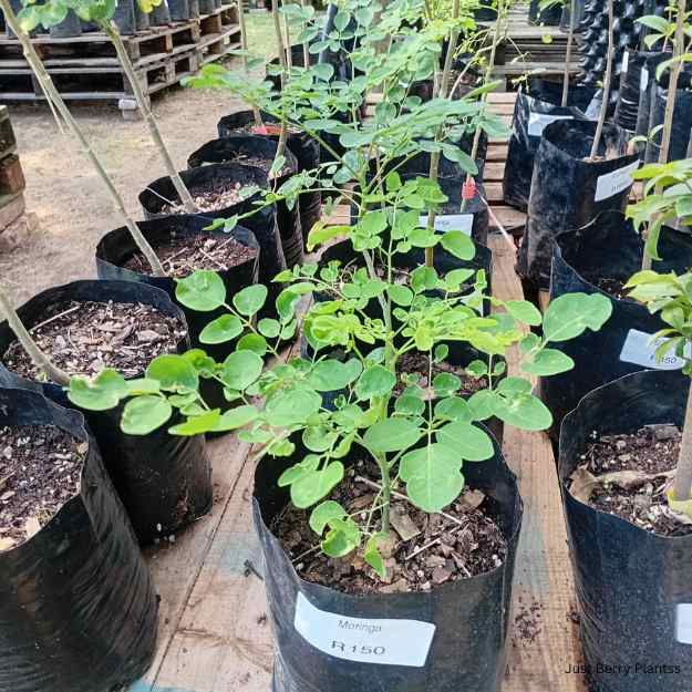 moringa medium moringa medium
