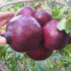 purple Pomegranate