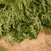 Curry Leaf Tree