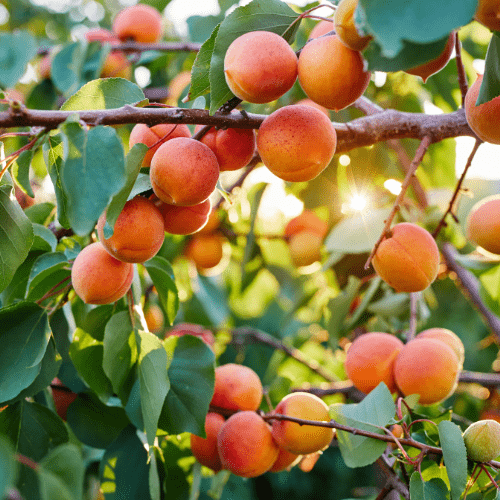 Babeco Apricot Tree