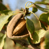Nonpareil Almond Tree