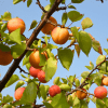 Palsteyn Apricot Tree