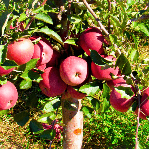 Royal Beaut Apple Tree