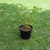 English gooseberry plant