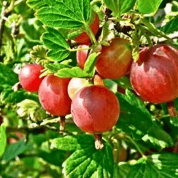 English gooseberry plant