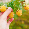 yellow raspberry