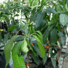fruit trees in RS Pot