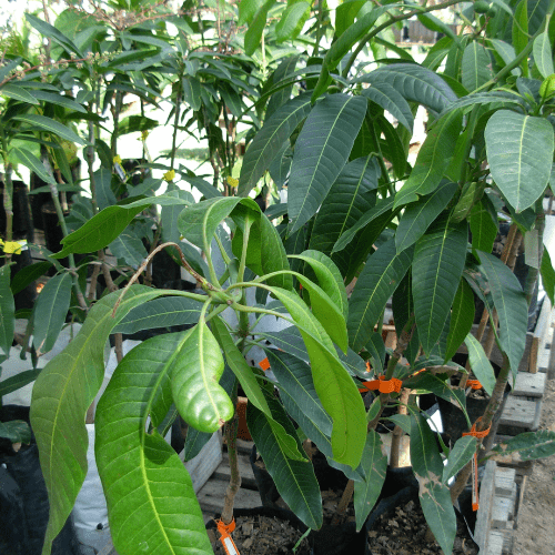 fruit trees in RS Pot
