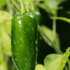Jalapeno plant