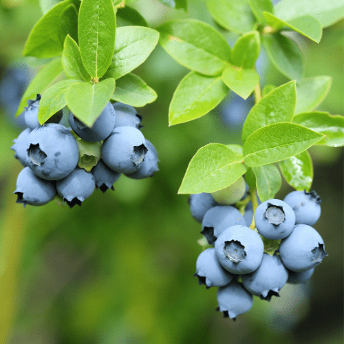 Blueberry Early Star