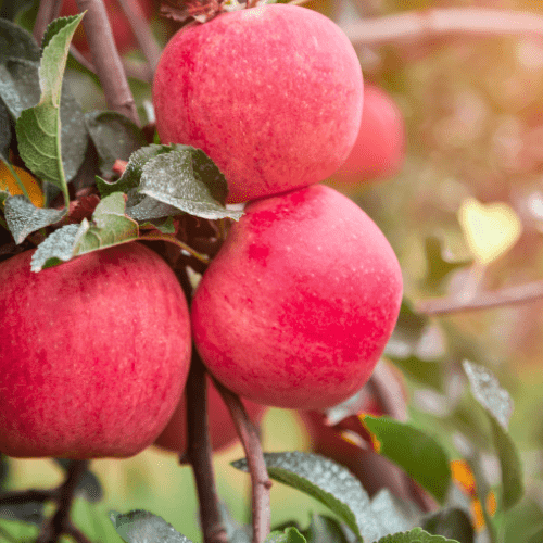 Dwarf Fuji Apple Tree