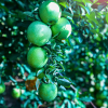 Dwarf Granny Smith Apple Tree