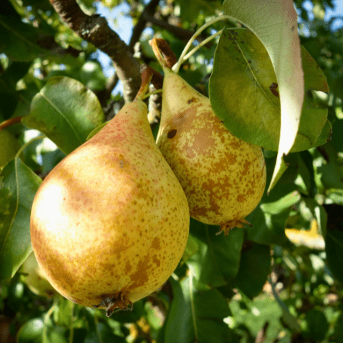 Bon Chretien Pear Tree