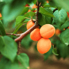 Charisma Apricot Tree