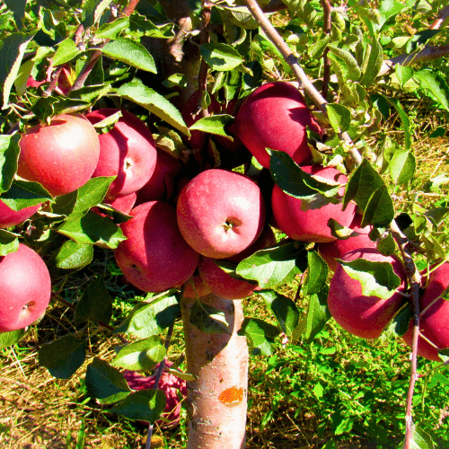 Pink Lady Apple Tree