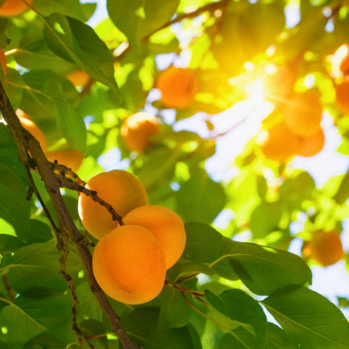 Prof Malherbe Peach Tree