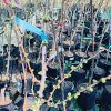 plum tree