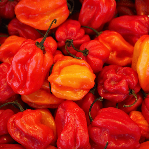 Rutgers University Pumpkin Habanero