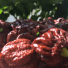 Trinidad Maruga Scorpion Choc
