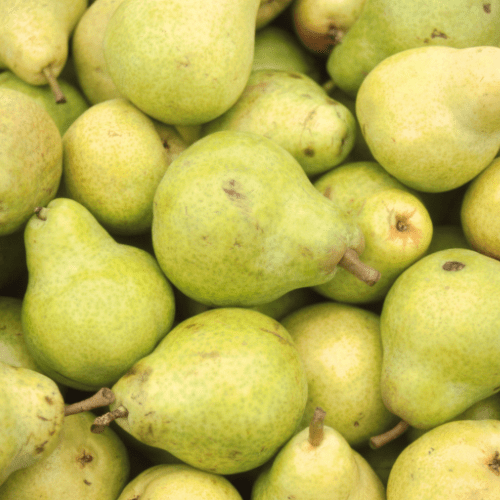 Keiffer Pear Tree