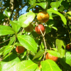 Mangosteen Mozambique