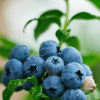 Blueberry established