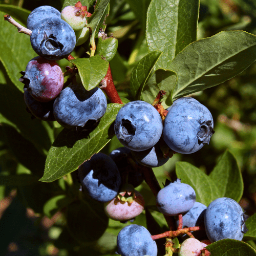 Blueberry estabished