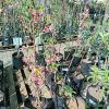 Nectarine Tree