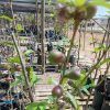 Nectarine Tree