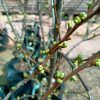 Plumcot fruiting