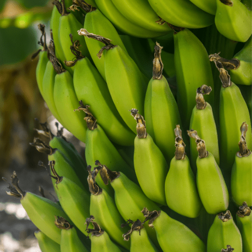 banana plant