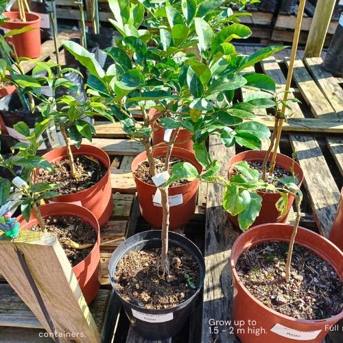 Dwarf Meyer Lemon Just Berry Plants
